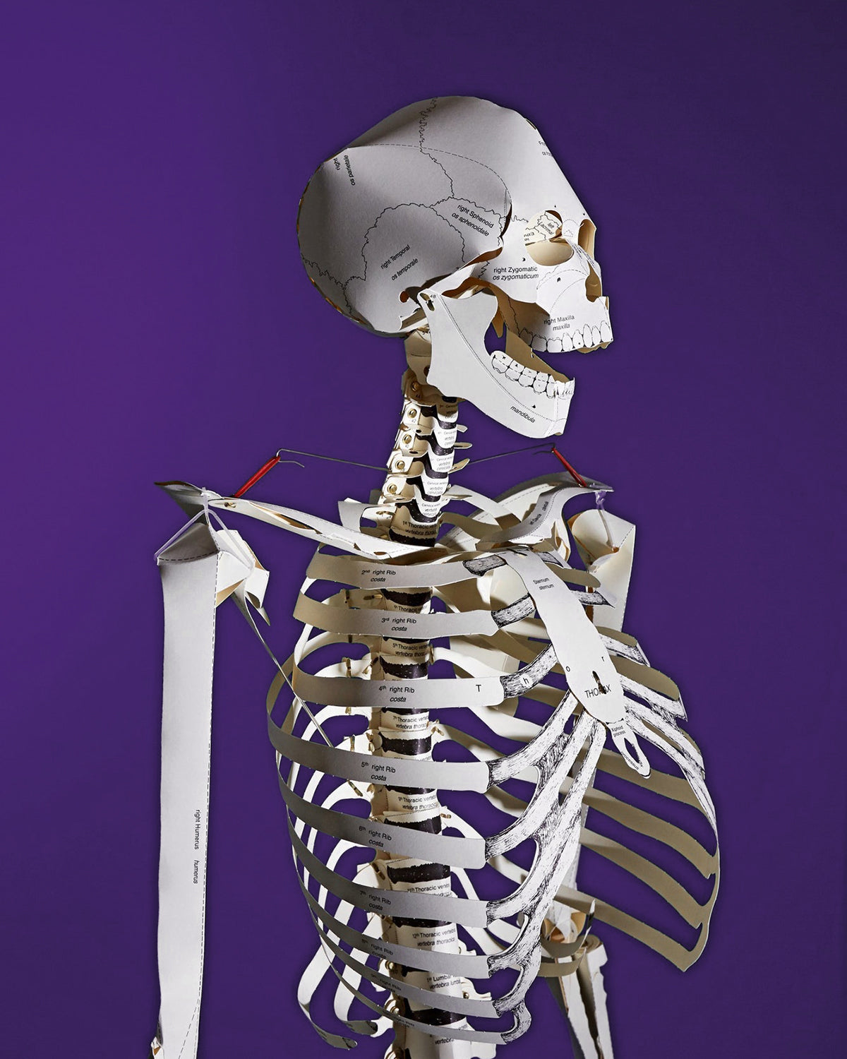 Build Your Own Human Skeleton Kit