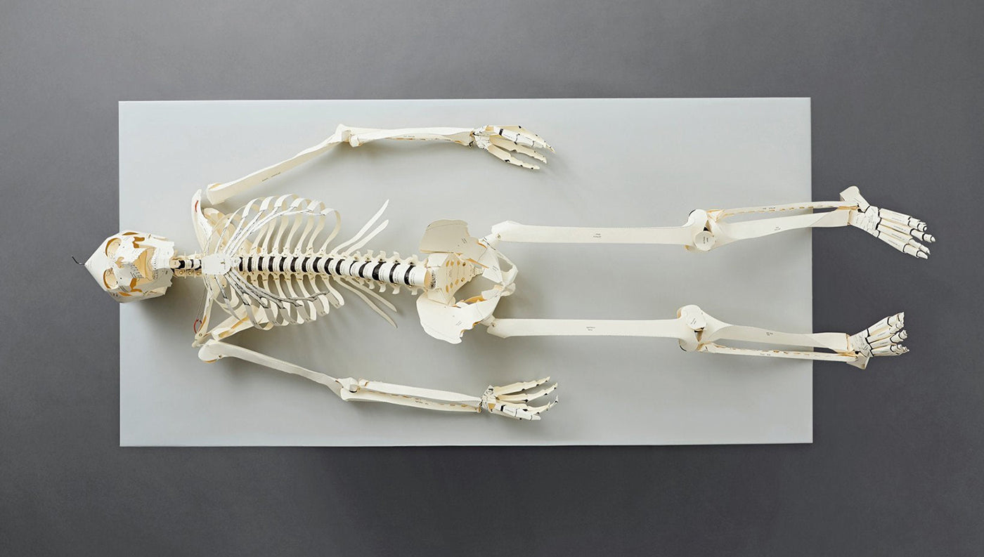 Build Your Own Human Skeleton Kit
