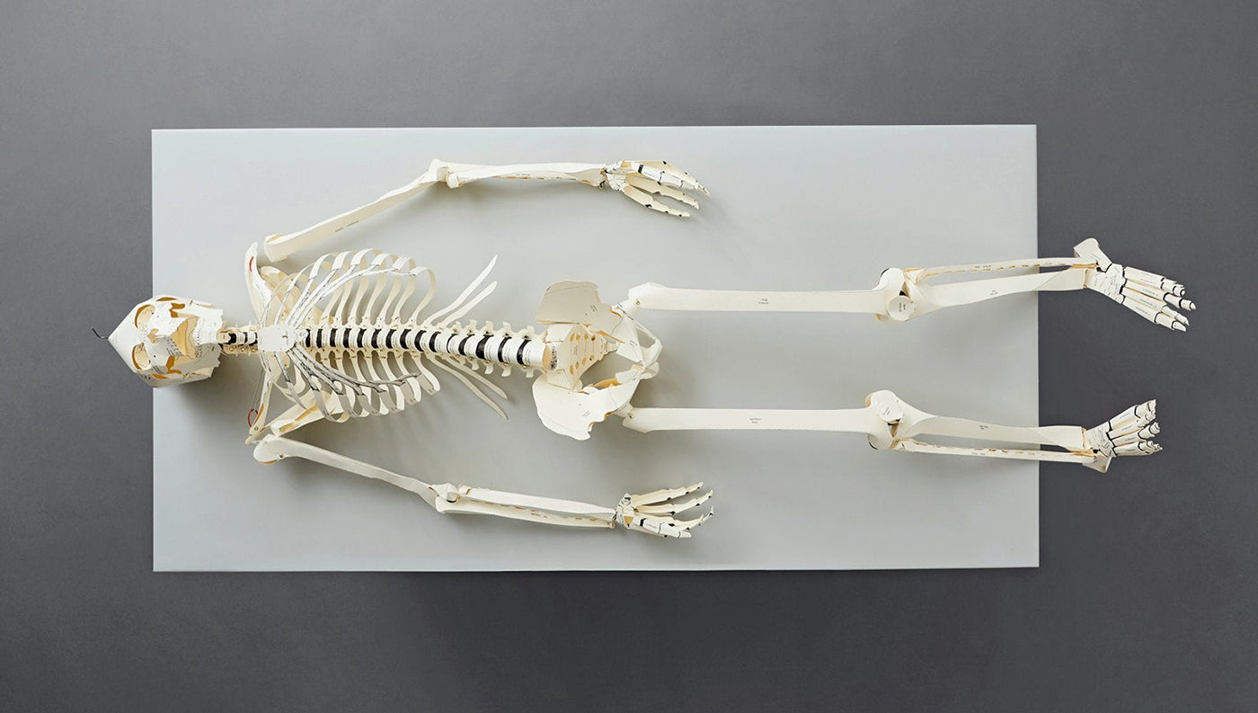 Build Your Own Human Skeleton Kit by TASCHEN - Kiki Wonder