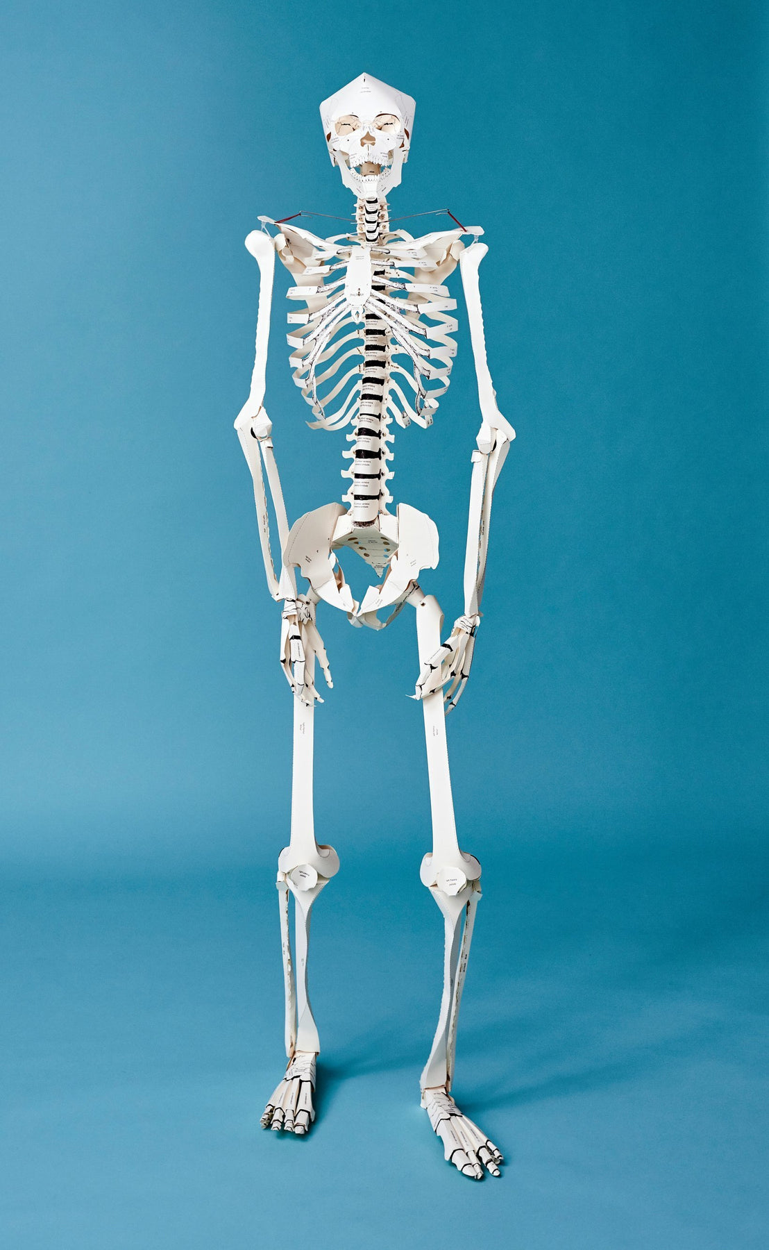 Build Your Own Human Skeleton Kit