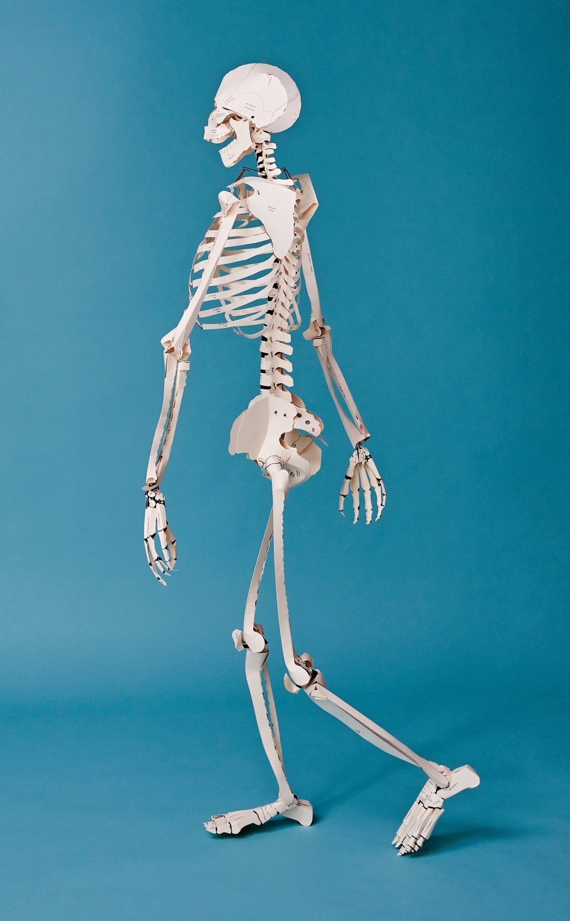 Build Your Own Human Skeleton Kit