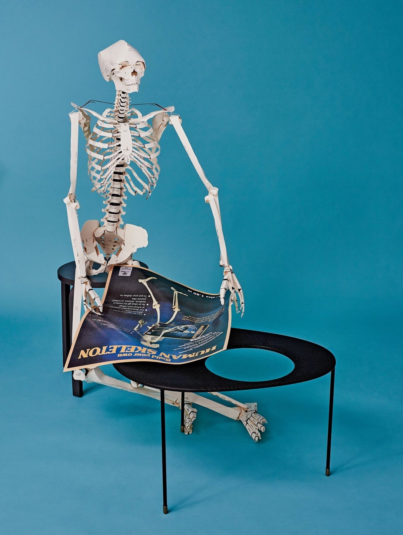 Build Your Own Human Skeleton Kit